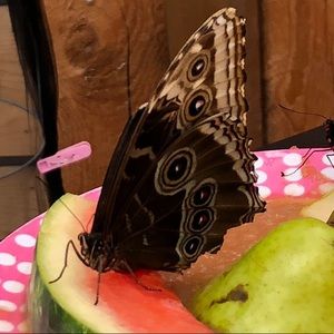 Meet your Posher, Anne